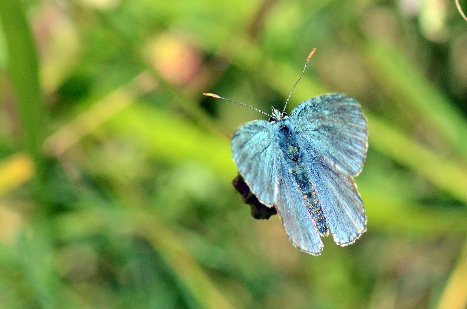 Aiuto identificazione